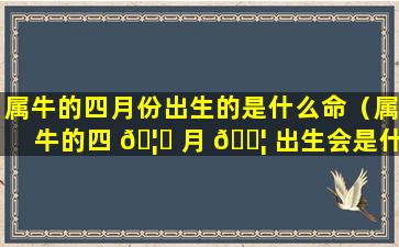 属牛的四月份出生的是什么命（属牛的四 🦅 月 🐦 出生会是什么命）